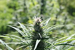 Hemp being grown in Oregon in 2020