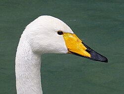 Head detail
