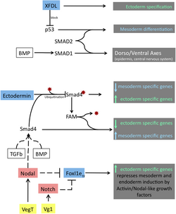 Ectodermal specification