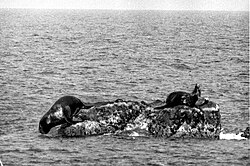 Japanese sea lions at Liancourt Rocks during a Japanese sealing operation in 1934
