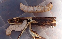 Witchetty grubs are prized as high-protein foods by Aboriginal Australians.[189]