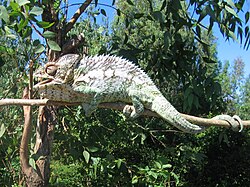 Nearly all species of chameleon have prehensile tails, but they most often grip with the tail when they cannot use all four feet at once, such as when passing from one twig to another.