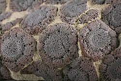 Detail of Propalaehoplophorus scutes, early Miocene, in the permanent collection of The Children's Museum of Indianapolis