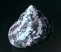 The West Indian top shell was named Turbo pica in 1758.