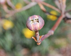 Spring budding
