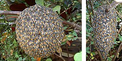Apis florea colony, Thailand. The nest is 20 cm in diameter and contains approximately 3600 cells on each side. The curtain of bees covering the comb with the queen is 3–4 bees thick (~10 mm).