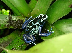 Dyeing poison dart frog (Dendrobates tinctorius)
