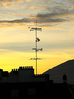 A flock of common starlings assembling in Geneva, Switzerland, before migrating southwards