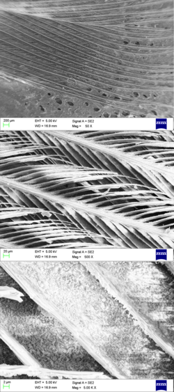 Anterior region of a contour feather from a rock dove, visualized using scanning electron microscopy. Interlocking barbules are clearly seen in the middle image.