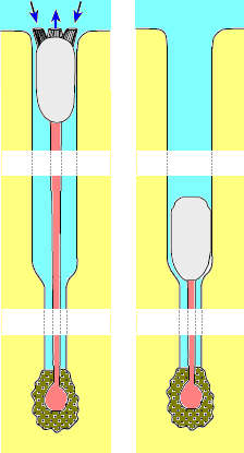 A lingulid in its burrow, in "up" and retracted positions[26]