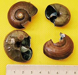 Shells of native snails eaten by possums