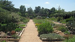 Native Texas plants on display.
