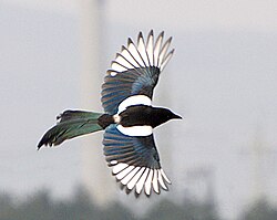 Eurasian magpie, Pica pica