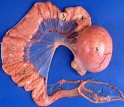 Oviduct of a laying hen