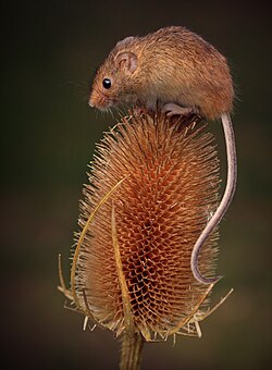 Harvest mouse on a teasel's head