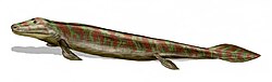 Tiktaalik, an extinct lobe-finned fish, developed limb-like fins that could take it onto land.