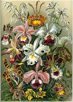 "Orchideae" in Ernst Haeckel's 1899 Kunstformen der Natur[89]