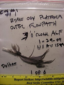 A feather from a Canada goose that was ingested into the engines of the Airbus A320 operating US Airways Flight 1549. Multiple Canada geese were ingested by the aircraft's engines, disabling the aircraft and leading to it successfully ditching in the Hudson River.