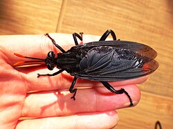 Gauromydas heros is the largest fly in the world.