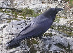 In sunlight, the plumage can display a blue or purple sheen which is a result of iridescence.