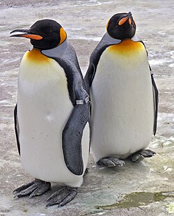 King penguins (Aptenodytes patagonicus).Penguins are a well-known example of flightless birds.