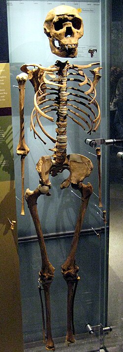 Turkana Boy, a 1.6-million-year-old Homo erectus fossil