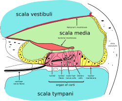 A cross-section of the cochlea showing the organ of Corti.