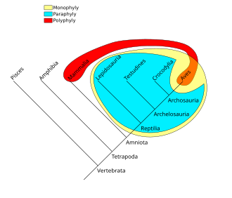 A cladogram of the vertebrates showing phylogenetic groups. A monophyletic taxon (in yellow): the group of "reptiles and birds", contains its most recent common ancestor and all descendants of that ancestor. A paraphyletic taxon (in cyan): the group of reptiles, contains its most recent common ancestor, but does not contain all the descendants (namely Aves) of that ancestor. A polyphyletic "group" (in red): the group of all warm-blooded amniotes (Aves and Mammalia), does not contain the most recent common ancestor of all its members; this group is not seen as a taxonomic unit and is not considered a taxon by modern systematists.