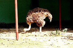 With eggs
