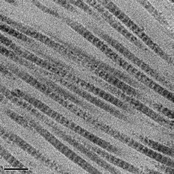 The D-period of collagen fibrils results in visible 67nm bands when observed by electron microscopy.