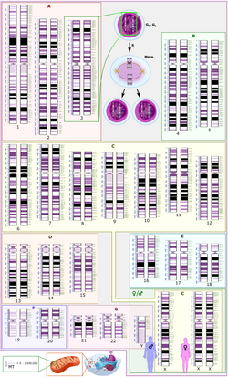 Schematic karyogram of a human, showing the normal diploid (that is, non-polyploid) karyotype. It shows 22 homologous chromosomes, both the female (XX) and male (XY) versions of the sex chromosome (bottom right), as well as the mitochondrial genome (to scale at bottom left).