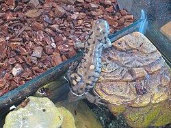a.m. diaboli, salamander in residence at Living Prairie Museum, Winnipeg