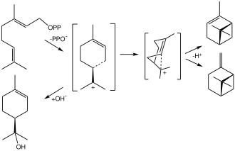 Biosynthetic conversion of geranylpyrophosphate to the terpenes α-pinene and β-pinene and to the terpinoid α-terpineol.[2]
