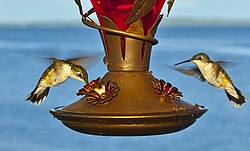 Hummingbirds hovering at an artificial nectar feeder