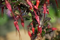 Ribes speciosum (fuchsia-flowered gooseberry)