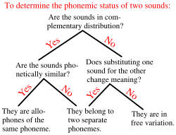 A simplified procedure to determine whether two sounds represent the same or different phonemes. The cases on the extreme left and the extreme right are those in which the sounds are allophones.