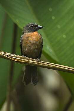 The black-cheeked ant-tanager (Driophlox atrimaxillaris) is one of the few threatened species of Cardinalidae. Endemic to Osa Peninsula, Costa Rica, this species is subject to habitat loss.