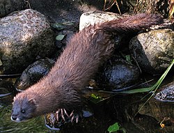 Estonia is one of the few countries where critically endangered European mink is present in the wild