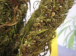 Hemp seed