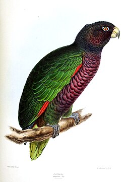 Illustration of the imperial amazon parrot by English zoologist David William Mitchell