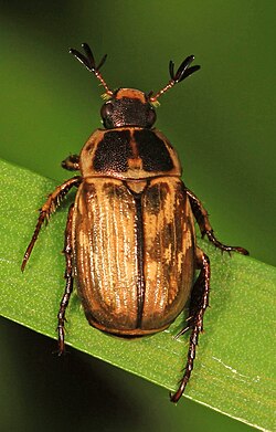Close-up image of adult
