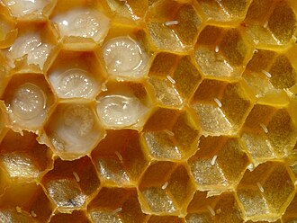 Eggs and larvae (brood cell walls partially cut away)