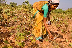 Cotton being picked by hand in India, 2005