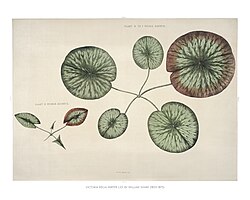 Illustration of various stages of growth of Victoria amazonica with a young seedling (left) and a more mature plant (right)