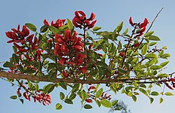 The blossoming flowers of the Yak Erabadu is associated with the advent of the Sinhalese New Year