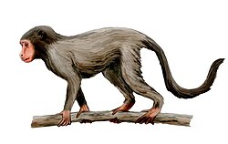 Aegyptopithecus is an early fossil catarrhine that predates the divergence between hominoids (apes) and Old World monkeys