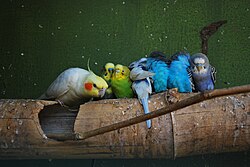 Budgerigars and a cockatiel in captivity