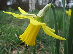 Narcissus pseudonarcissus, showing from the upper bend to the tip of the flower: spathe, ovary, hypanthium, tepals, corona