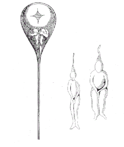 A tiny person (a homunculus) inside a sperm, as drawn by Nicolaas Hartsoeker in 1695