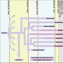 Feliform evolutionary timeline